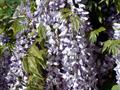 Wisteria Frutescens